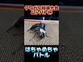 第17回ムシバト杯　スラウェシヒラタクワガタVSインターメディアツヤクワガタ　 #shortvideo #クワガタ #ムシキング