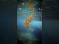 Esto Existe: Animales arcoíris #shorts #curiosidades #oceano
