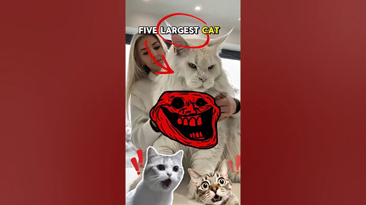 Video 11443271: ragamuffin, maine coon, domestic cat breed, cats catlover cute funny