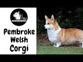 Pembroke Welsh Corgi fajtabemutató!  DogCast TV
