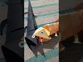 how to making paper toys #toysforkids #papercraft