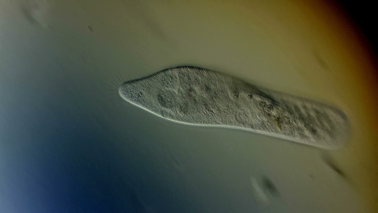 Paramecium with Inexpensive Microscope SW380B / SW380T