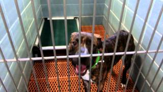 dogs in 200 building overflow adoptions by Pinellas County Animal Services 1,945 views 8 years ago 3 minutes, 54 seconds