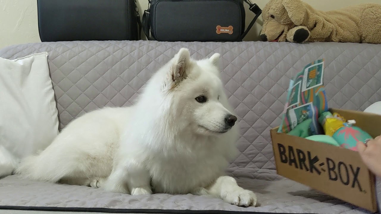 Barkbox Unboxing August 2019 - YouTube