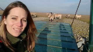 Vlog #3 Fjordenpaarden op de boot Vlog #3 Fjordenpaarden op de boot