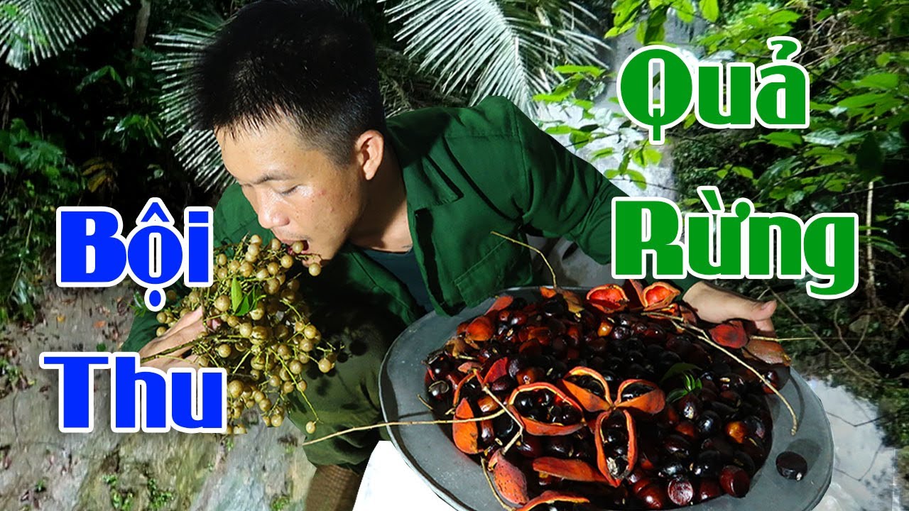Thợ Rừng Lên Núi Hái Quả Mề Gà Tại Bắc kạn - youtube