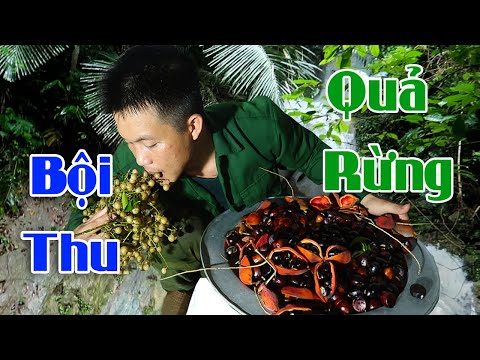 Video Thợ Rừng Lên Núi Hái Quả Mề Gà Tại Bắc kạn - youtube