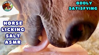 Horse Licking A Salt Block Oddly Satisfying Asmr Tingles
