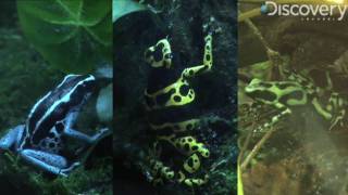 Poison Dart Frog
