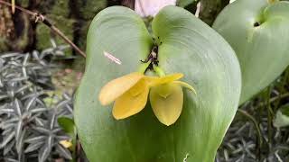 Farewell, Little Katie, My Love Bannaght Ihiat, Kirree Veg, My Graih