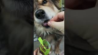 Dog ASMR | Close-Up Soft Chewing Sounds (No Talking) screenshot 5