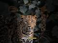 Jaguars Hunt Differently Than Other Cats #cat #shorts #animals