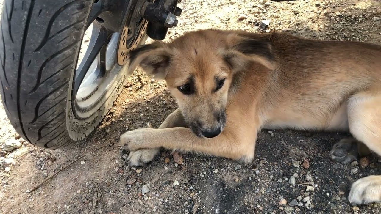 The Dogs Fighting Over Food 🤣😍