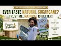 Ever taste natural sugar cane? Trust me NATURAL IS BETTER! Prayers🆙#sugar #plants #sweeet #fypage