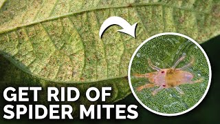 Super Simple Spider Mite Control and Prevention