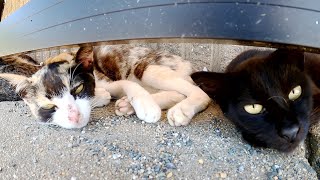 猫達が気持ち良くお昼寝する中、海鳥がエサを盗みに来た！