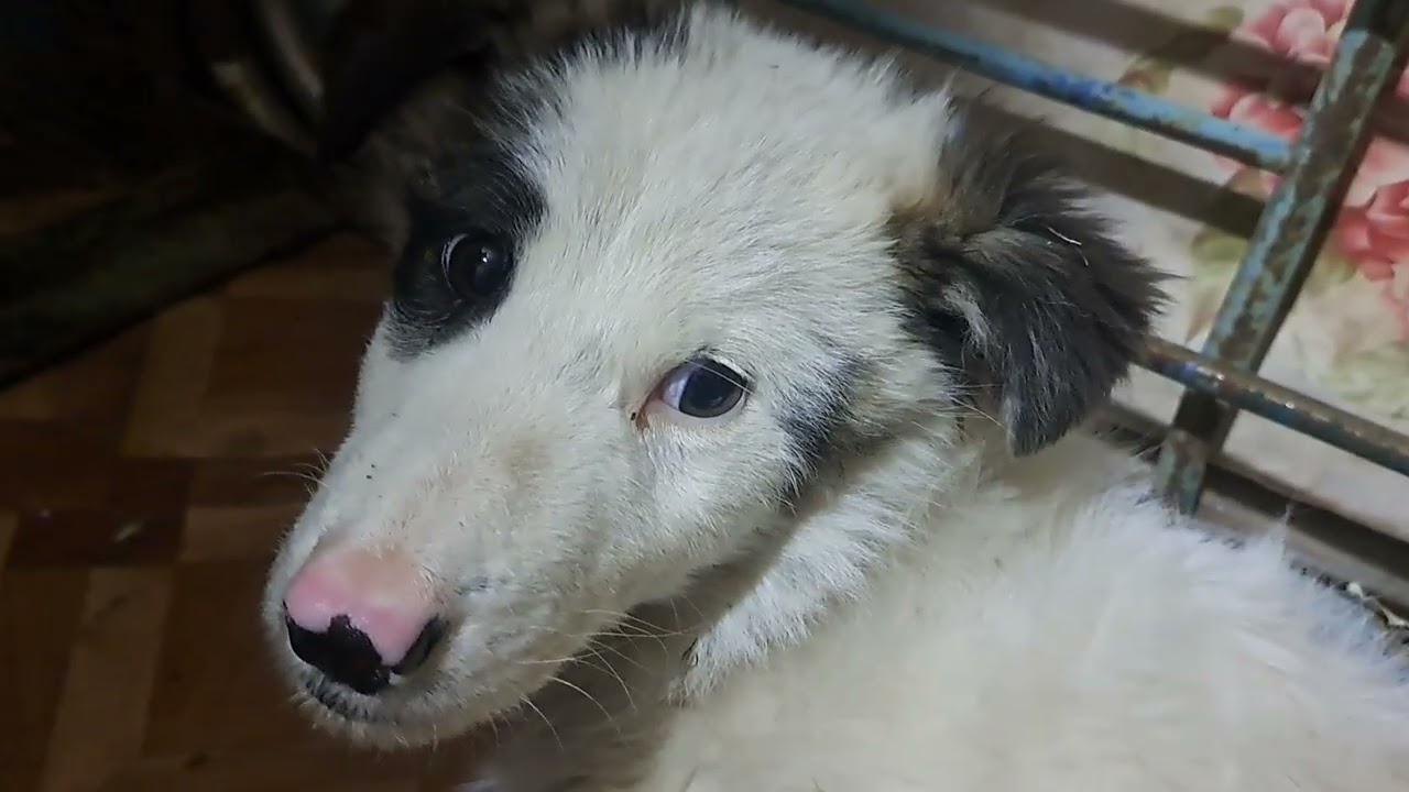 ЩЕНОЧЕК ПРЕЛЕСТЬ и Бедняжка не может теперь ходить его Сбила Машина Вот посмотрите пожалуйста 