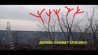 КАК ПОНИЗИТЬ ДЕРЕВО / pruning a tree