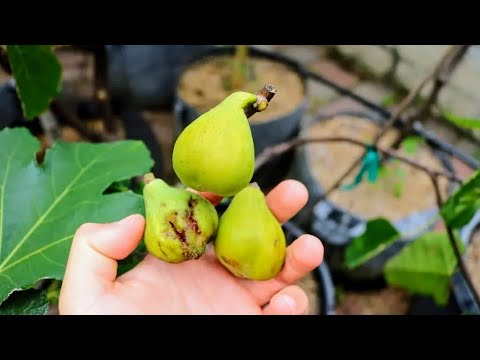 וִידֵאוֹ: פרי תאנה יבשים - למה התאנים שלי מתייבשות על העץ