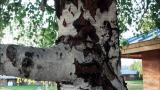 Bat Hiding in plain sight