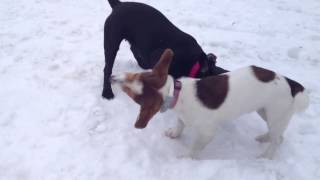 Naomi Patterdale And Hope The Jack Russel