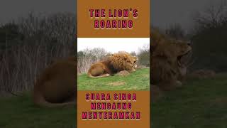 THE LION'S ROARING EXTREMELY | AUNGAN SINGA YANG MENYERAM KAN #animals#shorts#short#lion#animal#