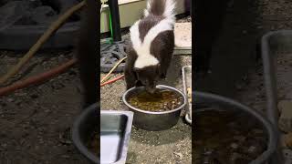 Three Minutes Of Skunk Activity #backyardwildlife #skunks #busy