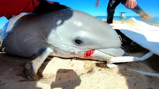 Dolphin Calf Entangled in Fishing Line - Rescue