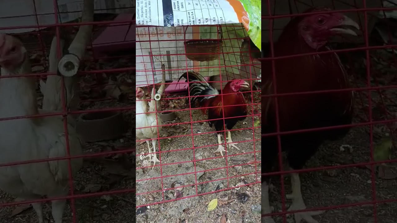 Boston Roundhead @AB Gamebirds