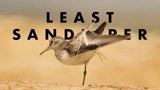 Finding the Least Sandpiper!
