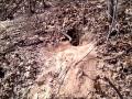 What a Coyote Den Looks Like.