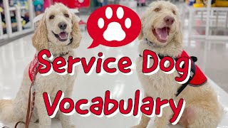 Service dog Vocabulary by Dallas The Service Doodle 2,447 views 1 year ago 12 minutes, 19 seconds