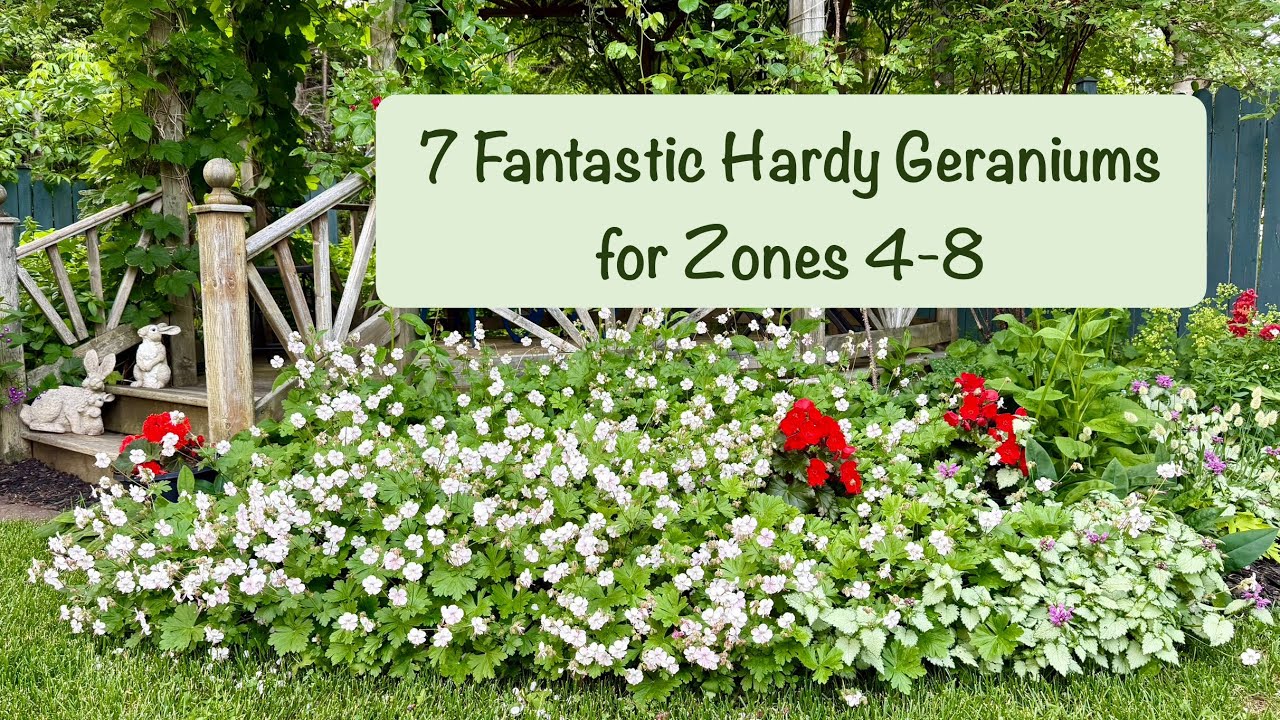 Hardy Geranium Types: The Best [Cranesbill] Varieties for Your Garden ...