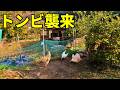 逃げなかったオス鶏、強すぎた… 351話目