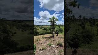 Vendo sitio com 2.5 tarefas em salgado Sergipe valor 60 mil 79 9 99979391 