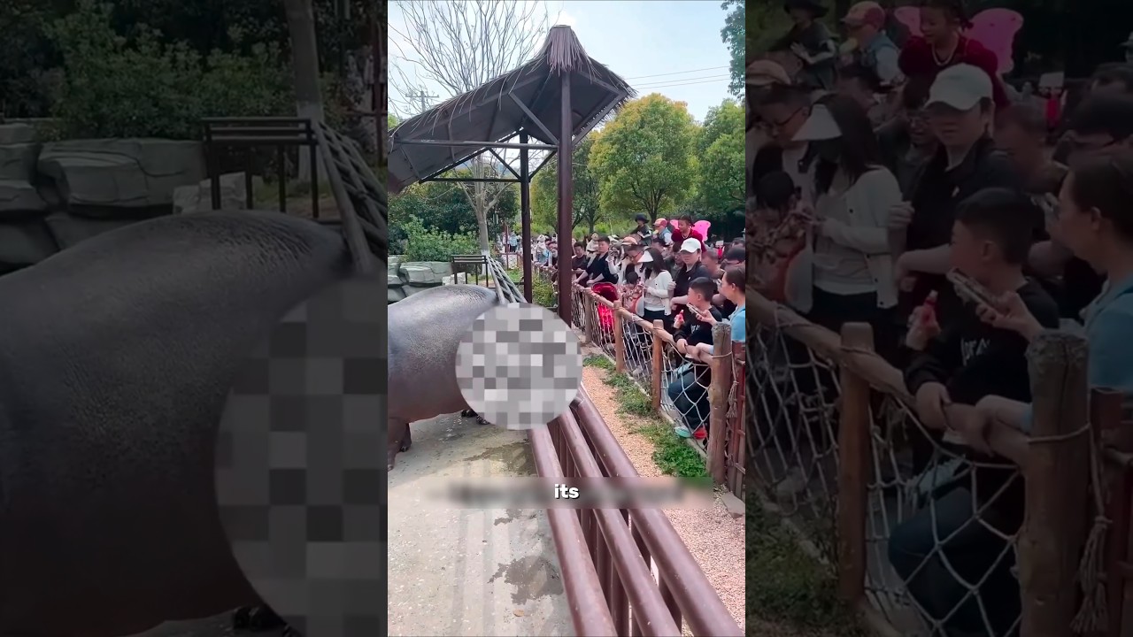 Never Touch a Hippo's Tail 😳
