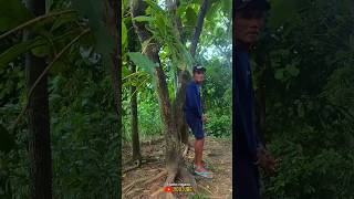wong koplak