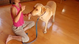 Canine Cruciate Ligament Injury Rehabilitation  Muscles Strengthening Exercises