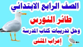 طائر النورس للصف الرابع الابتدائي لغة عربية الترم الاول وشرح إعراب المثنى وحل تدريبات كتاب الوزارة