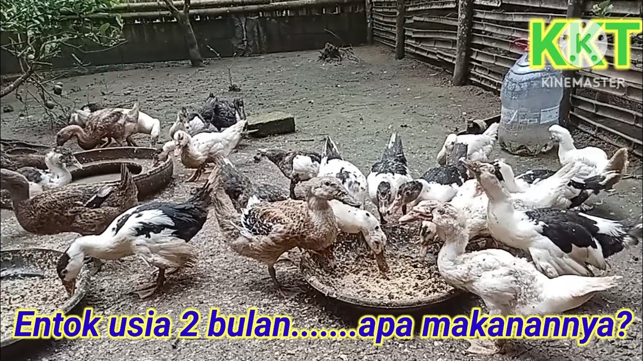 Entok umur 2 bulan......?Apa makanannya.....