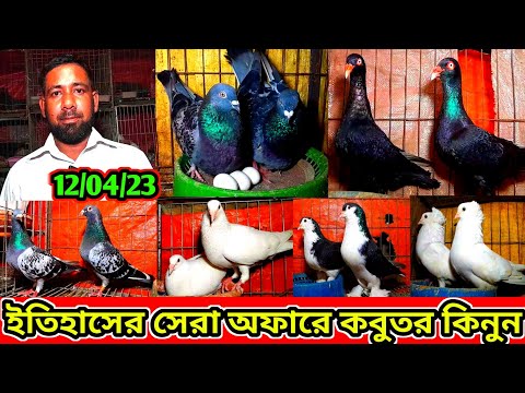 ইতিহাসের সেরা অফারে কবুতর কিনুন | পানির দামে ফেন্সি কবুতর বিক্রি করা হবে
