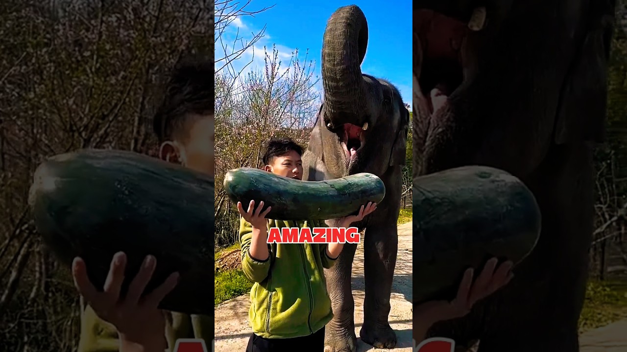 👉 НЕВЕРОЯТНО! Этот слон раздавил гигантскую тыкву, как будто это ничего не стоило 😲