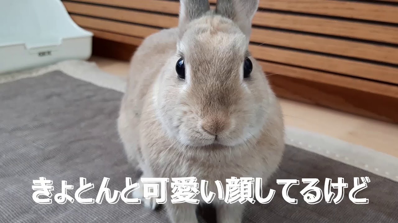あなたおしっこしましたね うさぎ飼い主の日常 そこには夢はなく現実しかない Youtube