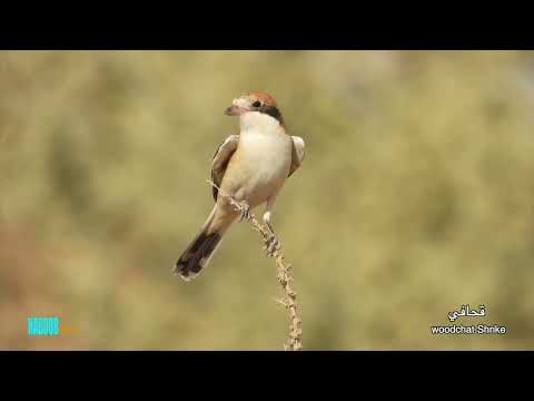 قحافي دقناش شامي