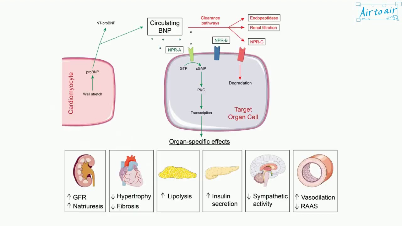 Brain Natriuretic Peptide YouTube Brain Natriuretic Peptide YouTube