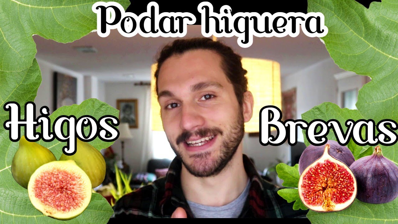 ✂️Podar HIGUERA para dar FRUTOS + diferencias HIGOS y BREVAS🟢🟣