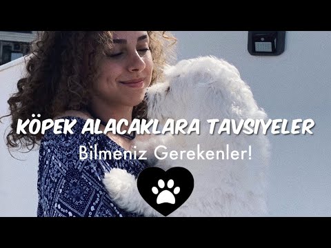 Video: Bir Köpek Evi Seçmek ve Alışveriş Yapmadan Önce Bilmeniz Gerekenler