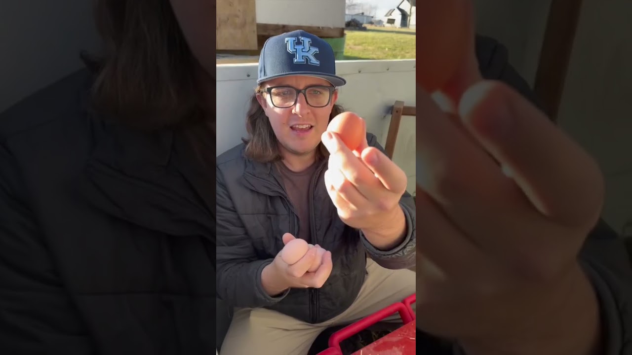 Which Chickens are Laying Eggs? (Experiment) 