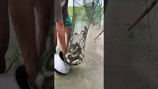 জেলে ভাই আজকে বুঝতে পারেনি জালে এত মাছ ঢুকবে। #shorts #fishing #viral #trending