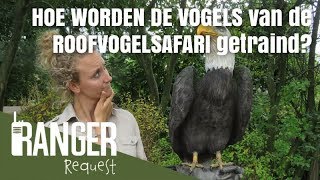 HOE WORDEN DE VOGELS VAN DE ROOFVOGELSAFARI GETRAIND? 🦅 | Ranger Request